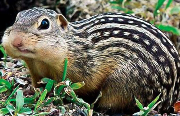 13-lined Squirrel
